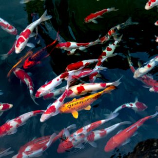 Zoo Conservation Program