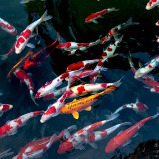 Animal Enrichment Tracker