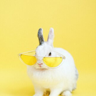 Dog Walking & Pet Sitting App